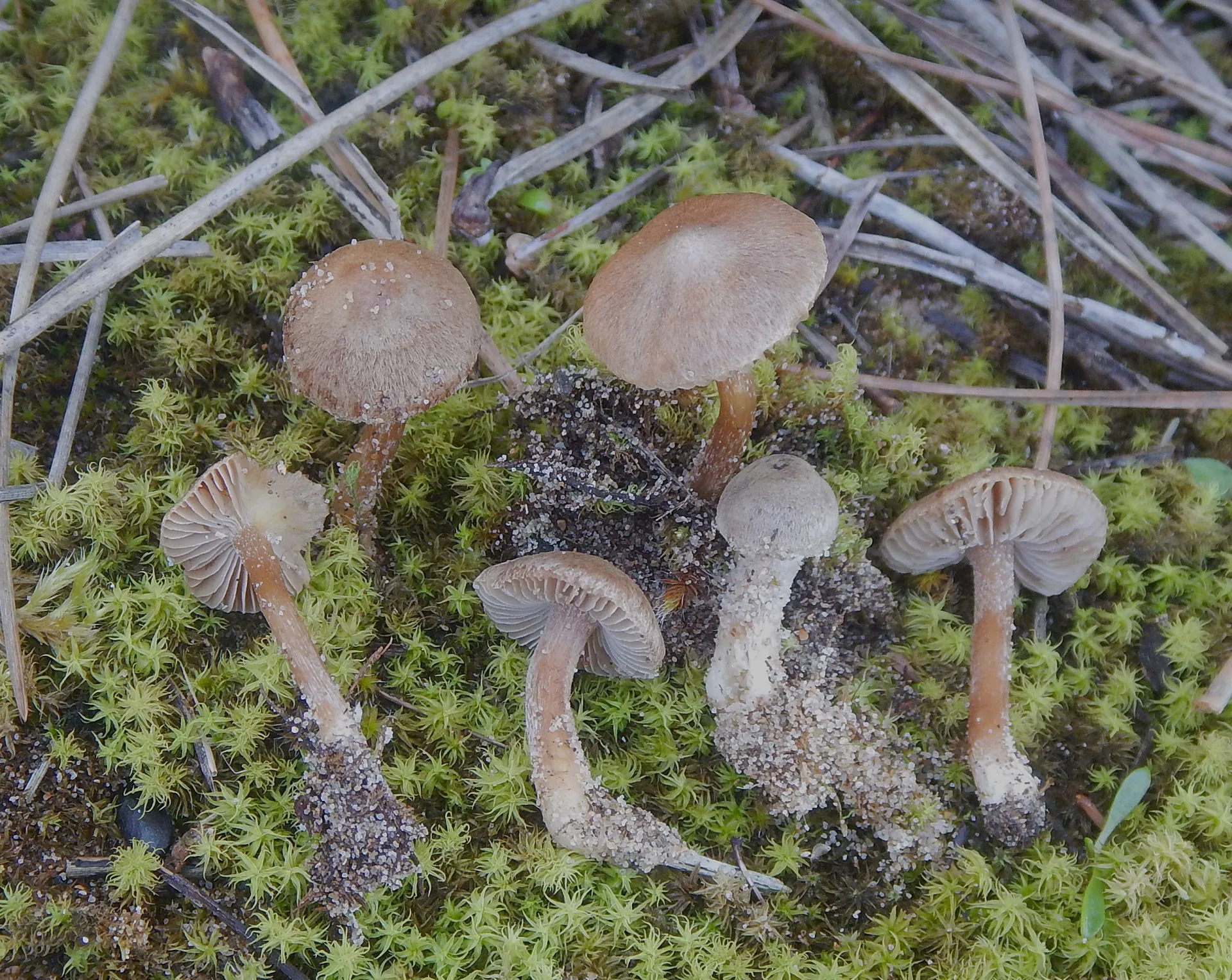 Inocybe rufuloides, 26-03-12